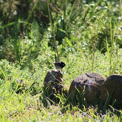 Malurus cyaneus (Superb Fairywren) at Pappinbarra, NSW - 2 Oct 2025 by AngFrost