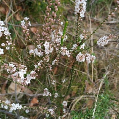Epacris microphylla at Darkes Forest, NSW - 29 Sep 2025 by mahargiani