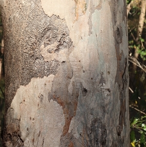 Unverified Gum Tree at Shannondale, NSW - 6 Apr 2019 by PEdwards
