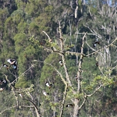 Acridotheres tristis (Common Myna) at Pappinbarra, NSW - 2 Oct 2025 by AngFrost