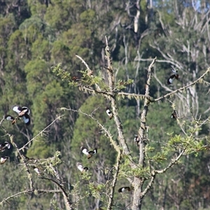 Acridotheres tristis (Common Myna) at Pappinbarra, NSW - 2 Oct 2025 by AngFrost
