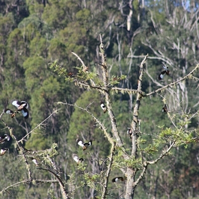 Acridotheres tristis (Common Myna) at Pappinbarra, NSW - 2 Oct 2025 by AngFrost