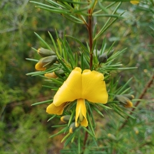 Gompholobium huegelii at Darkes Forest, NSW - 29 Sep 2025 by mahargiani