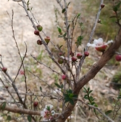 Leptospermum (genus) at Darkes Forest, NSW - 29 Sep 2025 by mahargiani