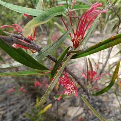 Grevillea (genus) at Darkes Forest, NSW - 29 Sep 2025 by mahargiani