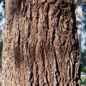 Eucalyptus crebra at Shannondale, NSW - 10 May 2021 by PEdwards