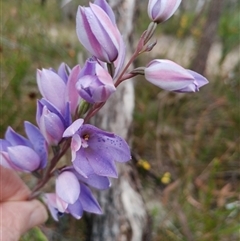 Thelymitra ixioides (Dotted Sun Orchid) at Darkes Forest, NSW - 29 Sep 2025 by mahargiani