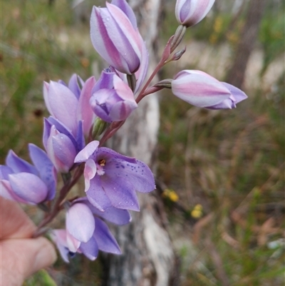 Thelymitra ixioides (Dotted Sun Orchid) at Darkes Forest, NSW - 29 Sep 2025 by mahargiani