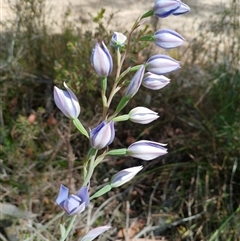 Thelymitra ixioides (Dotted Sun Orchid) at Darkes Forest, NSW - 29 Sep 2025 by mahargiani