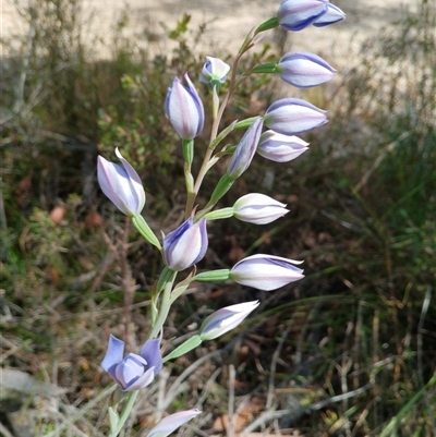 Thelymitra ixioides (Dotted Sun Orchid) at Darkes Forest, NSW - 29 Sep 2025 by mahargiani