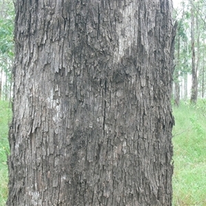 Unverified Gum Tree at Shannondale, NSW - 29 Sep 2025 by PEdwards