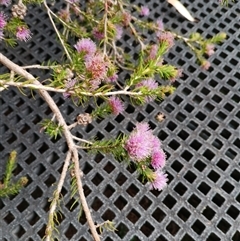 Melaleuca squamea (Swamp Honey-myrtle) at Darkes Forest, NSW - 29 Sep 2025 by mahargiani