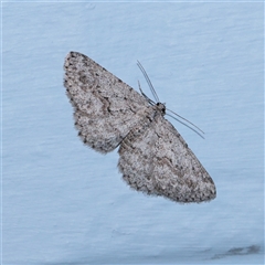 Psilosticha absorpta (Fine-waved Bark Moth) at Turner, ACT - 30 Sep 2025 by ConBoekel