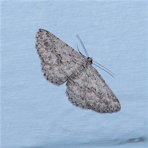 Psilosticha absorpta (Fine-waved Bark Moth) at Turner, ACT - 30 Sep 2025 by ConBoekel
