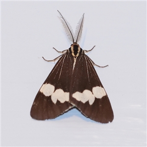 Nyctemera amicus (Senecio Moth, Magpie Moth, Cineraria Moth) at Turner, ACT - 30 Sep 2025 by ConBoekel