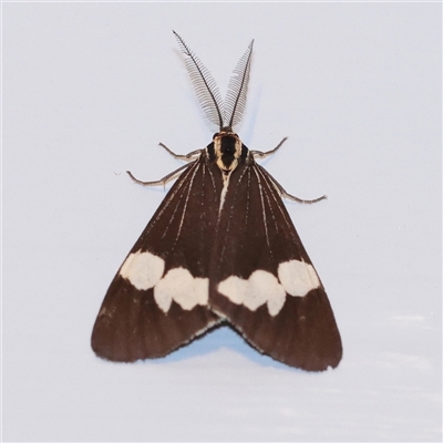 Nyctemera amicus (Senecio Moth, Magpie Moth, Cineraria Moth) at Turner, ACT - 30 Sep 2025 by ConBoekel