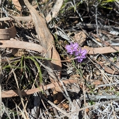 Thysanotus patersonii (Twining Fringe Lily) at Hackett, ACT - 27 Sep 2025 by WalterEgo