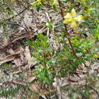 Hibbertia sp. at Darkes Forest, NSW - 29 Sep 2025 by mahargiani