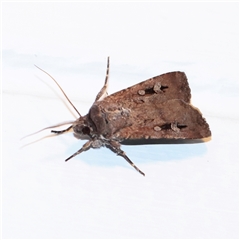 Agrotis infusa (Bogong Moth, Common Cutworm) at Turner, ACT - 30 Sep 2025 by ConBoekel