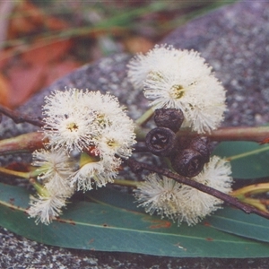 Unverified Gum Tree at Shannondale, NSW - 25 Jul 2022 by PEdwards