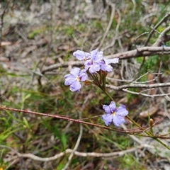 Dampiera stricta (Blue Dampiera) at Darkes Forest, NSW - 29 Sep 2025 by mahargiani
