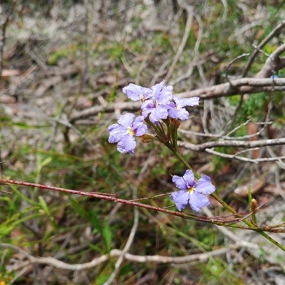 Dampiera stricta (Blue Dampiera) at Darkes Forest, NSW - 29 Sep 2025 by mahargiani