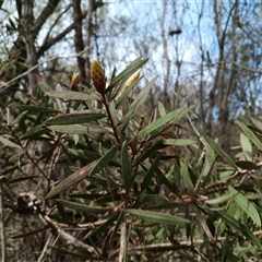 Callistemon citrinus at Darkes Forest, NSW - 29 Sep 2025 by mahargiani