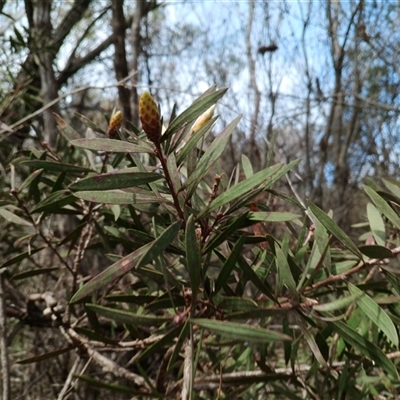 Callistemon citrinus at Darkes Forest, NSW - 29 Sep 2025 by mahargiani