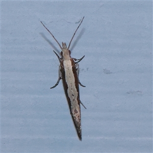 Plutella xylostella (Diamondback Moth) at Turner, ACT - 30 Sep 2025 by ConBoekel