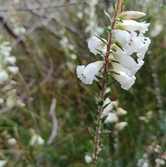 Epacris microphylla at Darkes Forest, NSW - 29 Sep 2025 by mahargiani