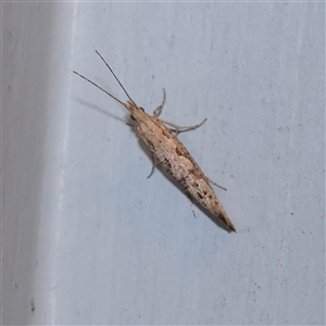 Plutella xylostella (Diamondback Moth) at Turner, ACT - 30 Sep 2025 by ConBoekel