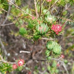 Darwinia fascicularis (Clustered Darwinia) at Darkes Forest, NSW - 29 Sep 2025 by mahargiani