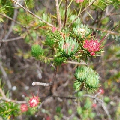Darwinia fascicularis (Clustered Darwinia) at Darkes Forest, NSW - 29 Sep 2025 by mahargiani