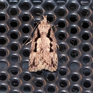 Barea bathrochorda (A Concealer moth (Barea group) at Turner, ACT - 30 Sep 2025 by ConBoekel