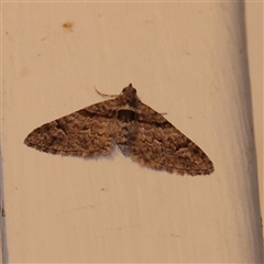 Phrissogonus laticostata (Apple looper moth) at Turner, ACT - 30 Sep 2025 by ConBoekel