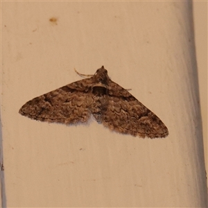 Phrissogonus laticostata (Apple looper moth) at Turner, ACT - 30 Sep 2025 by ConBoekel