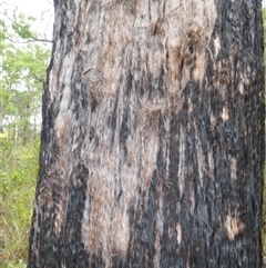 Eucalyptus psammitica at Shannondale, NSW - 20 Aug 2004 by PEdwards