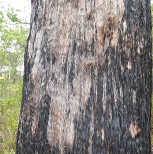 Eucalyptus psammitica at Shannondale, NSW - 20 Aug 2004 by PEdwards