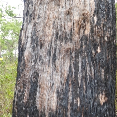 Eucalyptus psammitica at Shannondale, NSW - 20 Aug 2004 by PEdwards