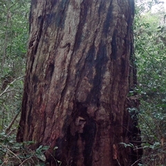 Unverified Gum Tree at Shannondale, NSW - 30 Sep 2025 by PEdwards