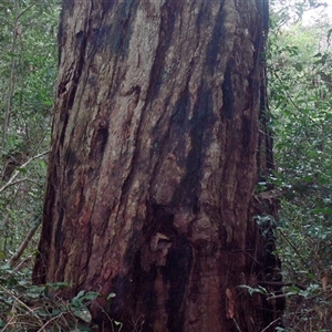 Unverified Gum Tree at Shannondale, NSW - 30 Sep 2025 by PEdwards