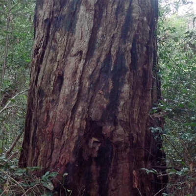 Unverified Gum Tree at Shannondale, NSW - 30 Sep 2025 by PEdwards