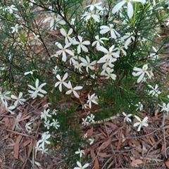 Ricinocarpos pinifolius (wedding bush) at Darkes Forest, NSW - 29 Sep 2025 by mahargiani