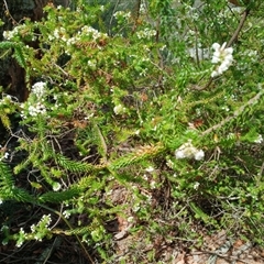 Woollsia pungens (Snow Wreath) at Darkes Forest, NSW - 29 Sep 2025 by mahargiani