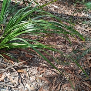Lomandra longifolia at Darkes Forest, NSW - 29 Sep 2025 by mahargiani