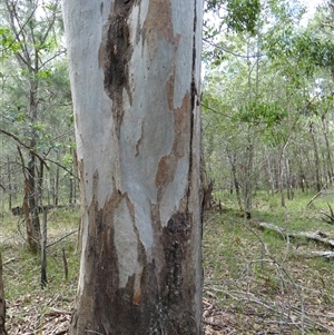 Eucalyptus seeana at Shannondale, NSW - 13 Dec 2020 by PEdwards