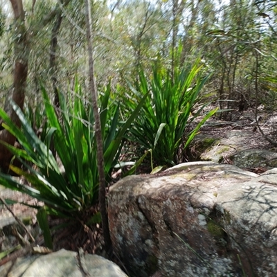 Doryanthes excelsa (Gymea Lily) at Darkes Forest, NSW - 29 Sep 2025 by mahargiani
