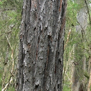 Unverified Gum Tree at Shannondale, NSW - 3 Apr 2019 by PEdwards