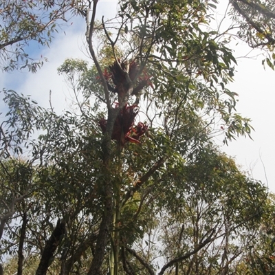 Doryanthes excelsa (Gymea Lily) at Darkes Forest, NSW - 29 Sep 2025 by mahargiani