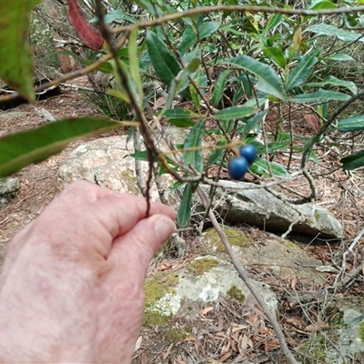 Elaeocarpus reticulatus (Blueberry Ash, Fairy Petticoats) at Darkes Forest, NSW - 29 Sep 2025 by mahargiani